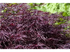 Acer palmatum 'Dissectum Atropurpureum' - Roter Schlitzahorn 'Dissectum Atropurpureum' Acer palmatum 'Dissectum Atropurpureum' - Roter Schlitzahorn 'Dissectum Atropurpureum'