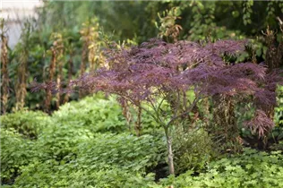 Acer palmatum 'Dissectum Atropurpureum' - Roter Schlitzahorn 'Dissectum Atropurpureum' Acer palmatum 'Dissectum Atropurpureum' - Roter Schlitzahorn 'Dissectum Atropurpureum'