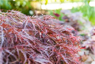 Acer palmatum 'Dissectum Garnet' - Dunkelroter Schlitzahorn 'Dissectum Garnet' Acer palmatum 'Dissectum Garnet' - Dunkelroter Schlitzahorn 'Dissectum Garnet'