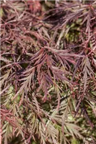 Acer palmatum 'Dissectum Garnet' - Dunkelroter Schlitzahorn 'Dissectum Garnet' Acer palmatum 'Dissectum Garnet' - Dunkelroter Schlitzahorn 'Dissectum Garnet'