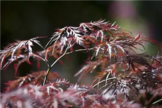 Acer palmatum 'Dissectum Garnet' - Dunkelroter Schlitzahorn 'Dissectum Garnet' Acer palmatum 'Dissectum Garnet' - Dunkelroter Schlitzahorn 'Dissectum Garnet'