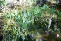 - Mit Teichpflanzen den Gartenteich aufwerten  - Mit Teichpflanzen den Gartenteich aufwerten