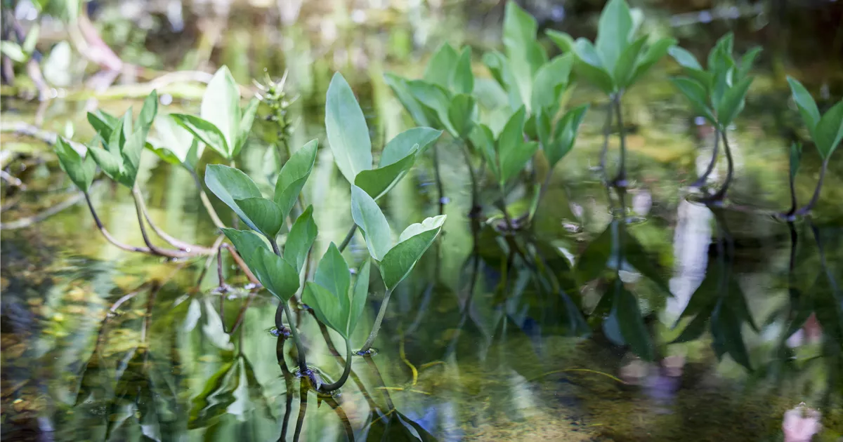 - Mit Teichpflanzen den Gartenteich aufwerten
