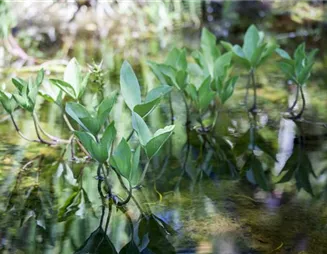 Mit Teichpflanzen den Gartenteich aufwerten