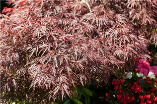 Acer palmatum 'Dissectum Garnet' - Dunkelroter Schlitzahorn 'Dissectum Garnet' Acer palmatum 'Dissectum Garnet' - Dunkelroter Schlitzahorn 'Dissectum Garnet'