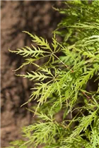 Acer palmatum 'Dissectum Viridis' - Schlitzahorn 'Dissectum Viridis' Acer palmatum 'Dissectum Viridis' - Schlitzahorn 'Dissectum Viridis'