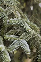 Abies pinsapo 'Kelleriis' - Blaue Spanische Tanne 'Kelleriis'