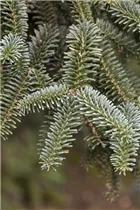 Abies pinsapo 'Kelleriis' - Blaue Spanische Tanne 'Kelleriis'