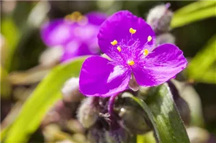 - Tradescantia andersoniana