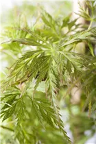 Acer palmatum 'Emerald Lace' - Fächerahorn 'Emerald Lace'