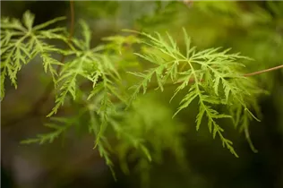 Acer palmatum 'Emerald Lace' - Fächerahorn 'Emerald Lace'