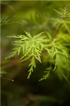 Acer palmatum 'Emerald Lace' - Fächerahorn 'Emerald Lace'