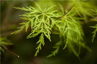 Acer palmatum 'Emerald Lace' - Fächerahorn 'Emerald Lace'