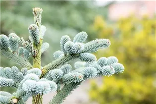 Abies procera 'Blaue Hexe' - Silbertanne 'Blaue Hexe'