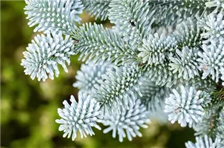 Abies procera 'Blaue Hexe' - Silbertanne 'Blaue Hexe'