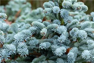 Abies procera 'Blaue Hexe' - Silbertanne 'Blaue Hexe'