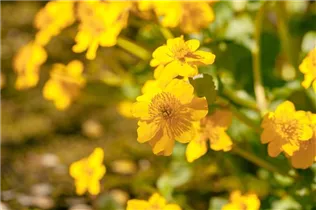 Caltha palustris - Sumpf-Dotterblume Caltha palustris - Sumpf-Dotterblume
