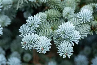 Abies procera 'Blaue Hexe' - Silbertanne 'Blaue Hexe'