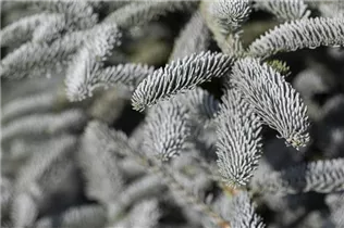 Abies procera 'Glauca' - Silbertanne 'Glauca' Abies procera 'Glauca' - Silbertanne 'Glauca'