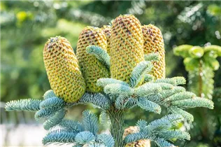 Abies procera 'Glauca' - Silbertanne 'Glauca' Abies procera 'Glauca' - Silbertanne 'Glauca'