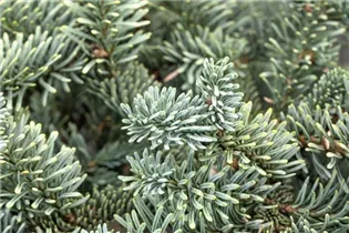 Abies procera 'Glauca' - Silbertanne 'Glauca' Abies procera 'Glauca' - Silbertanne 'Glauca'