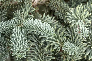 Abies procera 'Glauca' - Silbertanne 'Glauca' Abies procera 'Glauca' - Silbertanne 'Glauca'