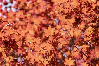 Acer palmatum 'Fireglow' - Fächerahorn 'Fireglow'