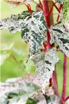 Acer conspicuum - Strauchahorn  Acer conspicuum - Strauchahorn