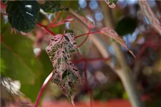 Acer conspicuum - Strauchahorn  Acer conspicuum - Strauchahorn