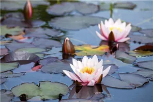 Nymphaea - Seerose Nymphaea - Seerose