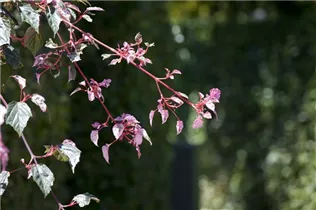 Acer conspicuum - Strauchahorn  Acer conspicuum - Strauchahorn