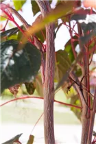 Acer conspicuum - Strauchahorn  Acer conspicuum - Strauchahorn