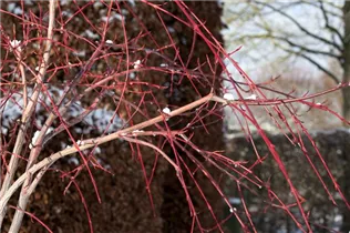 Acer conspicuum - Strauchahorn  Acer conspicuum - Strauchahorn