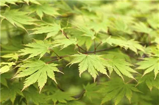 Acer palmatum 'Green Trompenburg' - Fächerahorn 'Green Trompenburg'