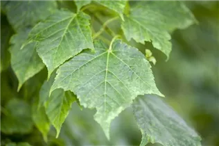 Acer davidii - Davidsahorn