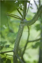 Acer davidii - Davidsahorn