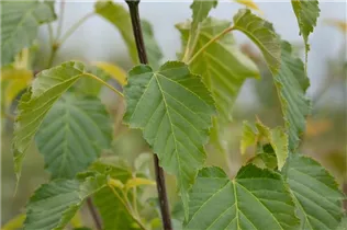 Acer davidii - Davidsahorn