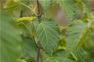 Acer davidii - Davidsahorn