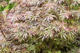 Acer palmatum 'Jerre Schwartz' - Fächerahorn 'Jerre Schwartz'