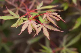 Acer palmatum 'Jerre Schwartz' - Fächerahorn 'Jerre Schwartz'