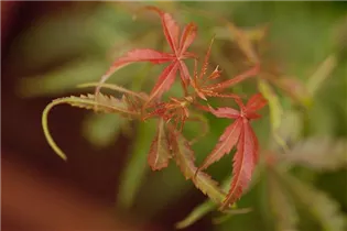 Acer palmatum 'Jerre Schwartz' - Fächerahorn 'Jerre Schwartz'