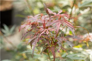 Acer palmatum 'Jerre Schwartz' - Fächerahorn 'Jerre Schwartz'