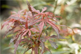 Acer palmatum 'Jerre Schwartz' - Fächerahorn 'Jerre Schwartz'