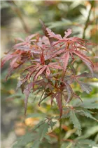 Acer palmatum 'Jerre Schwartz' - Fächerahorn 'Jerre Schwartz'