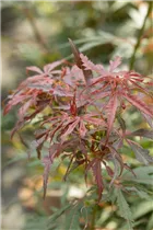 Acer palmatum 'Jerre Schwartz' - Fächerahorn 'Jerre Schwartz'