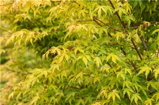 Acer palmatum 'Katsura' - Fächerahorn 'Katsura'