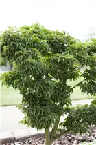 Acer palmatum 'Kotohime' - Fächerahorn 'Kotohime'