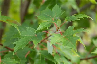 Acer freemanii 'Autumn Blaze' - Rotahorn 'Autumn Blaze' Acer freemanii 'Autumn Blaze' - Rotahorn 'Autumn Blaze'