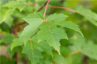 Acer freemanii 'Autumn Blaze' - Rotahorn 'Autumn Blaze' Acer freemanii 'Autumn Blaze' - Rotahorn 'Autumn Blaze'