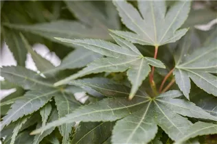 Acer palmatum 'Mikawa Yatsubusa' - Fächerahorn 'Mikawa Yatsubusa' Acer palmatum 'Mikawa Yatsubusa' - Fächerahorn 'Mikawa Yatsubusa'